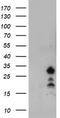 FXN antibody, TA504341S, Origene, Western Blot image 