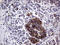 Amidohydrolase Domain Containing 1 antibody, LS-C795206, Lifespan Biosciences, Immunohistochemistry paraffin image 