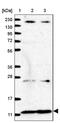 NADH:Ubiquinone Oxidoreductase Subunit A2 antibody, PA5-57469, Invitrogen Antibodies, Western Blot image 