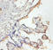 Mitochondrial Ribosomal Protein L19 antibody, A53781-100, Epigentek, Immunohistochemistry paraffin image 