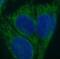 Small Proline Rich Protein 3 antibody, FNab08198, FineTest, Immunofluorescence image 