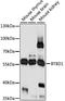 BTB/POZ domain-containing protein 1 antibody, LS-C750134, Lifespan Biosciences, Western Blot image 