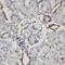 Neuropeptide FF Receptor 2 antibody, FNab05815, FineTest, Immunohistochemistry frozen image 