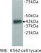 VH3 antibody, MBS355122, MyBioSource, Western Blot image 