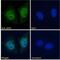 Death Associated Protein 3 antibody, NB100-1032, Novus Biologicals, Immunofluorescence image 