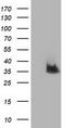Nudix Hydrolase 6 antibody, CF502355, Origene, Western Blot image 