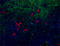 N-Terminal Asparagine Amidase antibody, 120805, BioLegend, Immunohistochemistry paraffin image 