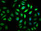 Myosin VA antibody, CSB-PA857430LA01HU, Cusabio, Immunofluorescence image 