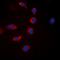 BCL2 Associated Agonist Of Cell Death antibody, orb235037, Biorbyt, Immunofluorescence image 