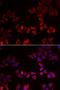 LIM Zinc Finger Domain Containing 1 antibody, LS-C335662, Lifespan Biosciences, Immunofluorescence image 