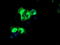 Receptor expression-enhancing protein 2 antibody, TA504323, Origene, Immunofluorescence image 