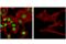 HNF-3A antibody, 53528S, Cell Signaling Technology, Immunofluorescence image 