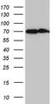 Cytochrome P450 Family 26 Subfamily B Member 1 antibody, CF811497, Origene, Western Blot image 