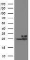 VHL Binding Protein 1 antibody, TA504912, Origene, Western Blot image 