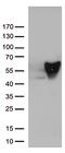 Vimentin antibody, UM800055CF, Origene, Western Blot image 