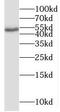 CUGBP Elav-like family member 6 antibody, FNab00968, FineTest, Western Blot image 