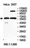 Fatty Acyl-CoA Reductase 2 antibody, orb78416, Biorbyt, Western Blot image 