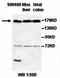 Androgen Induced 1 antibody, orb77534, Biorbyt, Western Blot image 