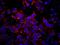 Insulin receptor substrate 2 antibody, IHC-00356, Bethyl Labs, Immunofluorescence image 