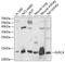 Killer Cell Lectin Like Receptor C4 antibody, GTX66291, GeneTex, Western Blot image 