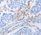 Leukocyte-associated immunoglobulin-like receptor 1 antibody, MBS2521981, MyBioSource, Immunohistochemistry paraffin image 