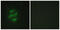 Cytochrome P450 Family 2 Subfamily J Member 2 antibody, abx013988, Abbexa, Western Blot image 