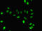 Dynamin-1 antibody, orb350437, Biorbyt, Immunocytochemistry image 