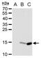 Japanese Encephalitis Virus NS2B  antibody, NBP2-42891, Novus Biologicals, Western Blot image 