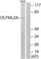 Olfactomedin Like 2A antibody, abx015388, Abbexa, Western Blot image 