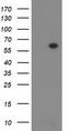 Dystrobrevin Alpha antibody, TA502223S, Origene, Western Blot image 