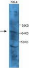Cyclin A1 antibody, TA310047, Origene, Western Blot image 
