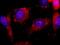Integrin-linked protein kinase antibody, IHC-00361, Bethyl Labs, Immunohistochemistry frozen image 