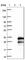 Spermatogenesis Associated 24 antibody, HPA044000, Atlas Antibodies, Western Blot image 
