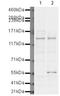 Bromodomain-containing protein 1 antibody, PA5-19829, Invitrogen Antibodies, Western Blot image 