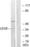 Galectin 8 antibody, LS-B6345, Lifespan Biosciences, Western Blot image 