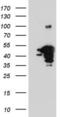 Non-Homologous End Joining Factor 1 antibody, LS-C339139, Lifespan Biosciences, Western Blot image 