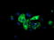 Paraplegin antibody, TA504424, Origene, Immunofluorescence image 