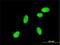 Neurogenin 2 antibody, H00063973-M01, Novus Biologicals, Immunofluorescence image 