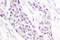 Cyclin-A1 antibody, LS-C175984, Lifespan Biosciences, Immunohistochemistry frozen image 