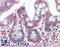 EMAP Like 5 antibody, LS-B10324, Lifespan Biosciences, Immunohistochemistry frozen image 