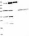 Zinc Finger Protein 2 antibody, NBP1-89340, Novus Biologicals, Western Blot image 