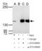 Replication factor C subunit 1 antibody, GTX129291, GeneTex, Immunoprecipitation image 