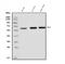 Fez family zinc finger protein 1 antibody, A09653-1, Boster Biological Technology, Western Blot image 