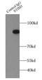 Sim antibody, FNab08320, FineTest, Immunoprecipitation image 