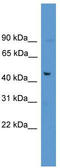 Family With Sequence Similarity 53 Member A antibody, TA339960, Origene, Western Blot image 