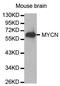 MYCN Proto-Oncogene, BHLH Transcription Factor antibody, orb154068, Biorbyt, Western Blot image 