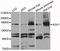 Ro antibody, LS-C332667, Lifespan Biosciences, Western Blot image 