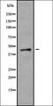 Purinergic Receptor P2X 1 antibody, orb338524, Biorbyt, Western Blot image 