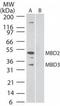 Methyl-CpG Binding Domain Protein 3 antibody, TA336393, Origene, Western Blot image 
