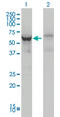 DEAD-Box Helicase 56 antibody, LS-C133768, Lifespan Biosciences, Western Blot image 